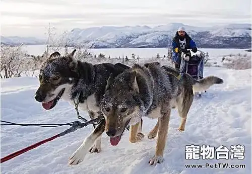 雪橇犬有幾種