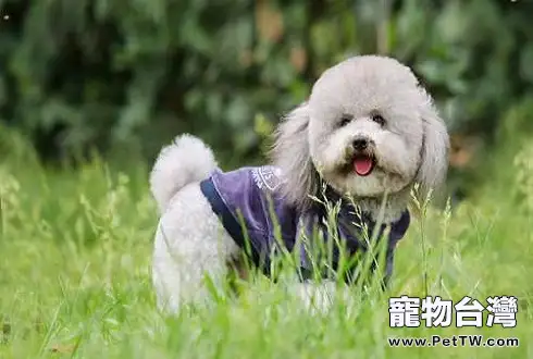 標準貴賓犬價格