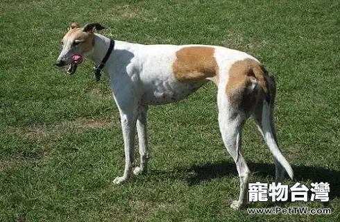 格力犬價格