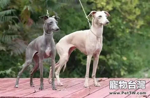 格力犬價格