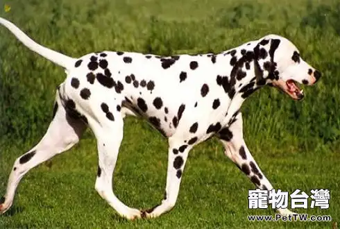 斑點狗好養嗎?斑點犬為什麼沒人養了?(共3張圖片)-寵物台灣