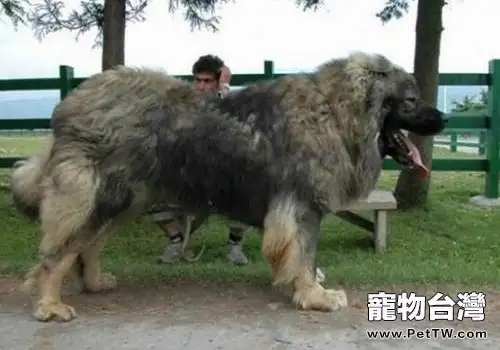 巨型犬體型排名