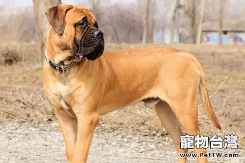 巨型犬體型排名