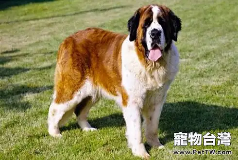 巨型犬體型排名