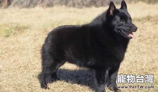 西帕凱犬