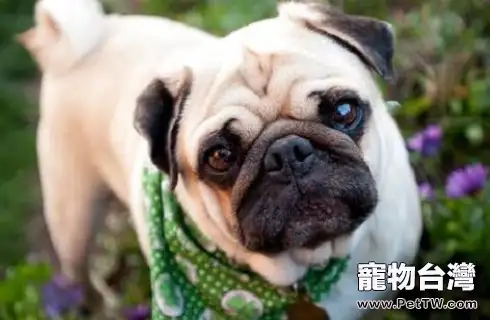 便宜的寵物狗有哪些?便宜的寵物狗推薦(共5張圖片)-寵物台灣