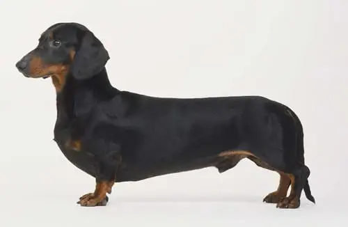 臘腸犬好養嗎?臘腸犬性格特點(共3張圖片)-寵物台灣