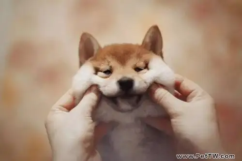 狗吃自己的屎怎麼辦?狗吃自己的屎什麼原因?(共3張圖片)-寵物台灣