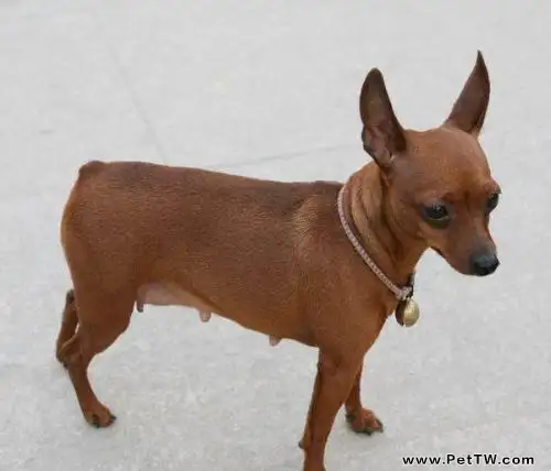 小鹿犬為什麼沒人養