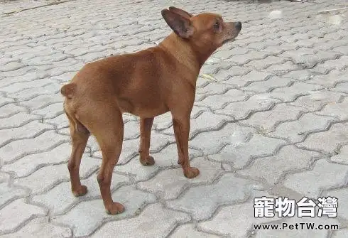 小鹿犬為什麼沒人養