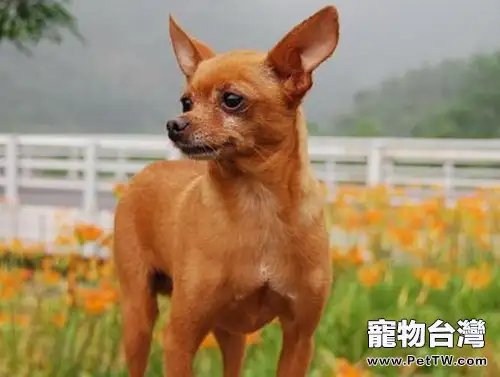 小鹿犬為什麼沒人養