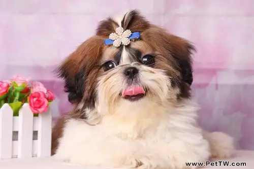 西施犬為什麼沒人養?西施犬缺點(共3張圖片)-寵物台灣