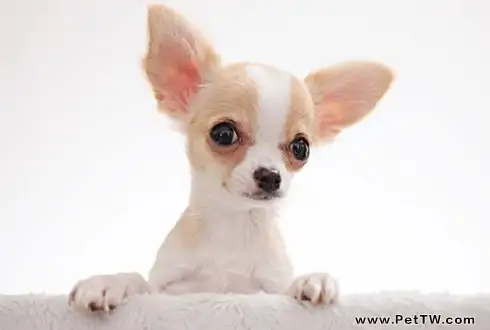 吉娃娃一隻多少錢?吉娃娃多少錢1(共3張圖片)-寵物台灣