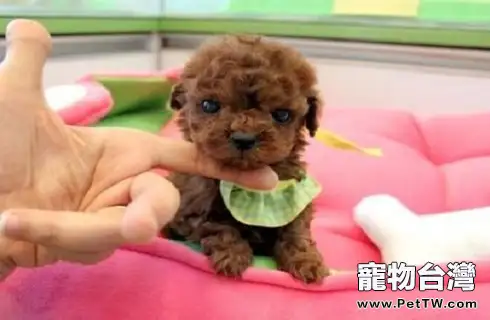 貴賓幼犬吃什麼狗糧?貴賓幼犬吃什麼好?(共3張圖片)-寵物台灣