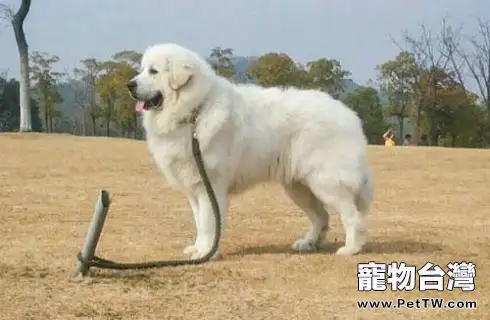 大白熊犬智商