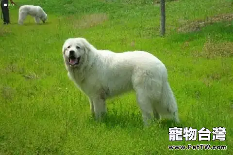 大白熊犬智商