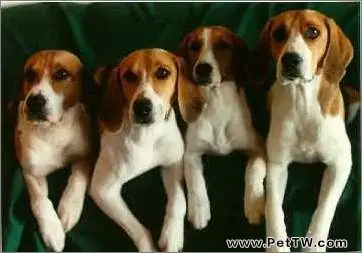 哈利犬好養嗎?哈利犬介紹(共3張圖片)-寵物台灣