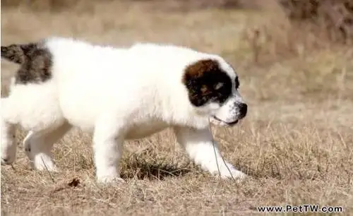 中亞牧羊犬怎麼樣