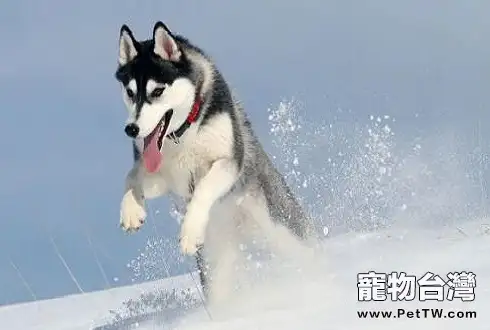 哈士奇怎麼看純不純