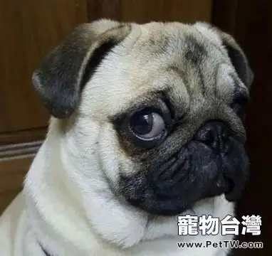 純種的八哥幼犬