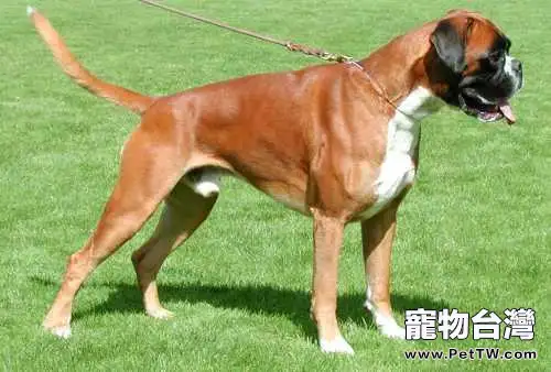 拳師犬優缺點