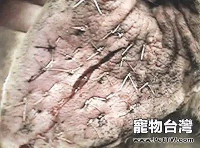 狗狗耳血腫該怎麼治療？