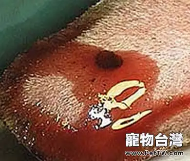 狗狗耳血腫該怎麼治療？