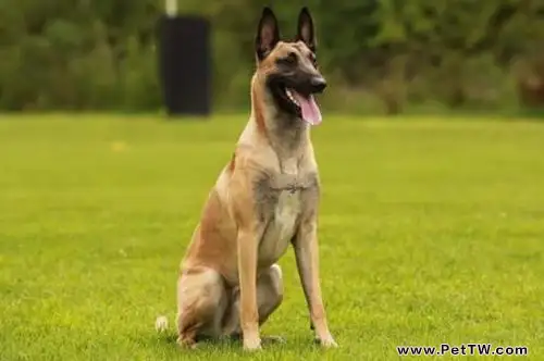 為什麼馬犬不合適家養