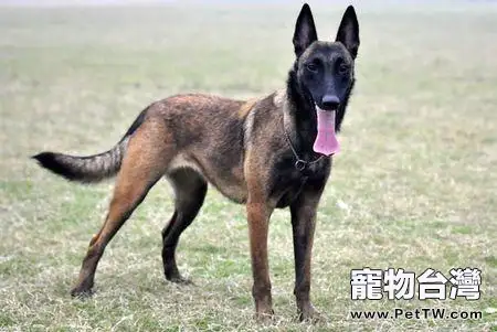 為什麼馬犬不合適家養