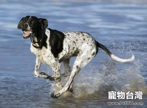 波音達獵犬好養嗎