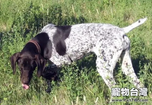 波音達獵犬好養嗎