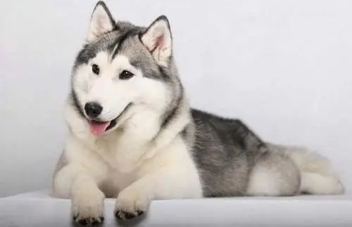 哈士奇一天吃多少狗糧?哈士奇喂多少狗糧合適?(共3張圖片)-寵物台灣