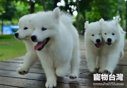 銀狐犬怎麼挑選