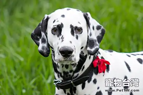 大麥町犬好養嗎