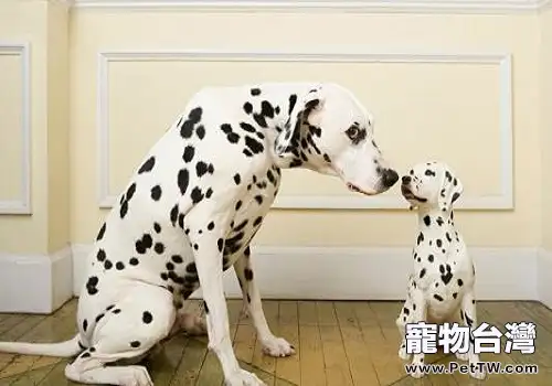 大麥町犬好養嗎