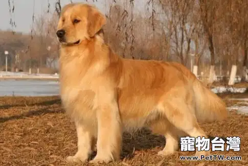 黃金獵犬的餵養