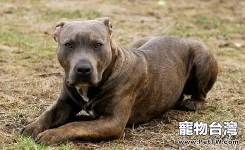 鬼獒和比特犬哪個厲害