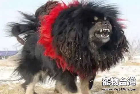 鬼獒和比特犬哪個厲害