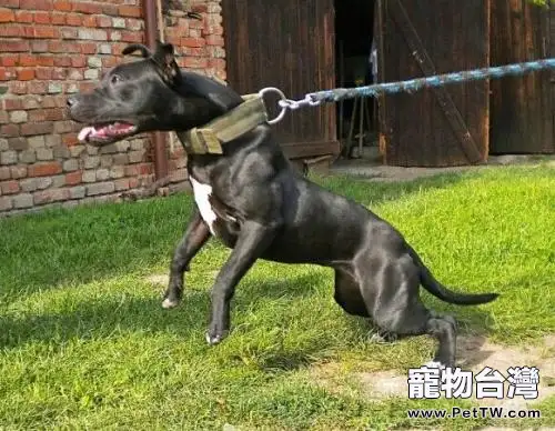 鬼獒和比特犬哪個厲害