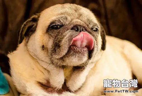 狗狗被主人打後會報復嗎?狗狗被主人打後的心理(共3張圖片)-寵物台灣