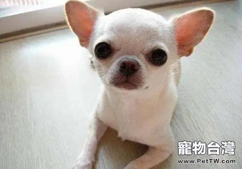 吉娃娃咬人嗎?吉娃娃為什麼那麼凶?(共3張圖片)-寵物台灣