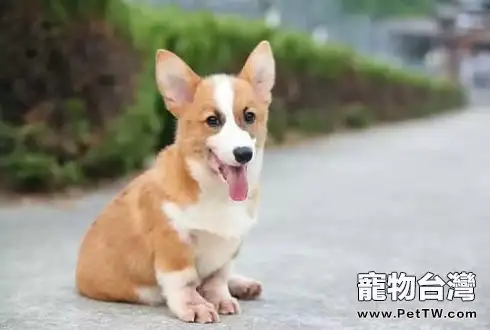 柯基犬好養嗎