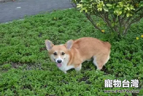 柯基犬好養嗎