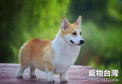 柯基犬好養嗎