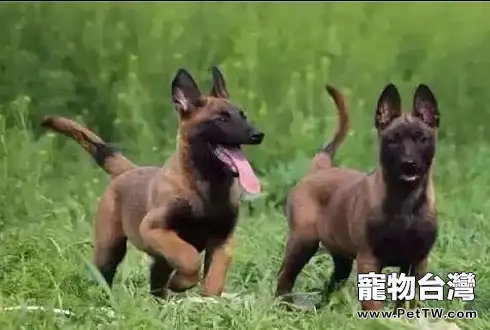 馬裡努阿犬適合家養嗎