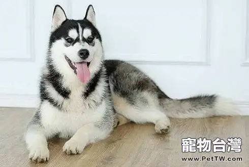 中型犬大全