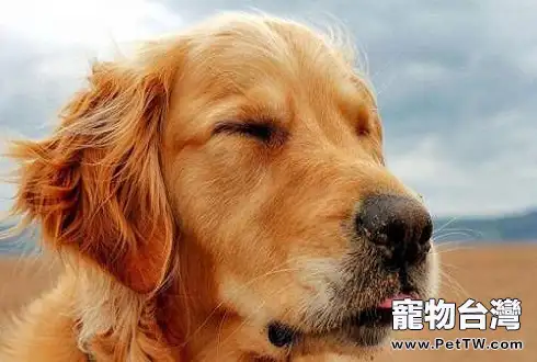 中型犬大全