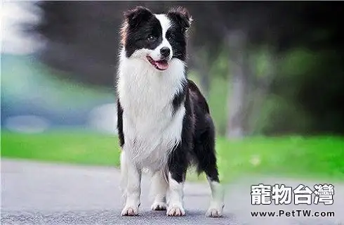 中型犬大全