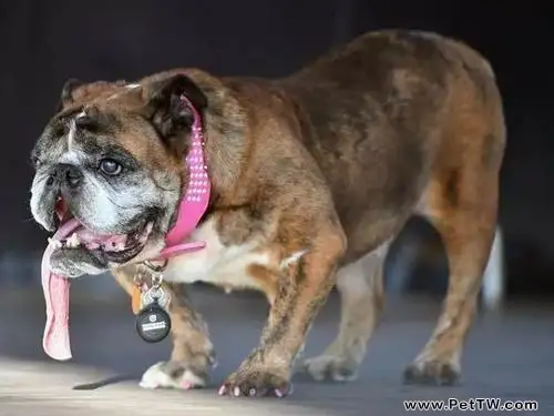 世界最醜狗狗品種,世界最醜狗狗(共3張圖片)-寵物台灣