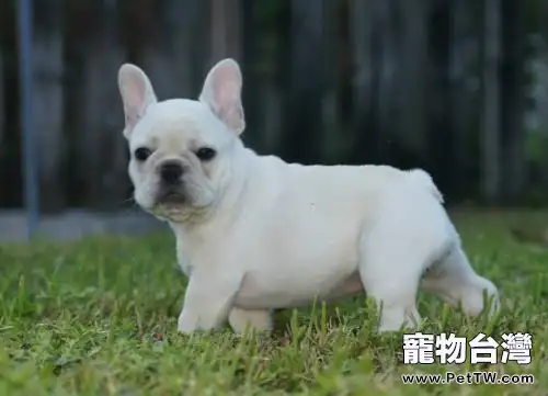 鬥牛犬性格怎麼樣?鬥牛犬性格介紹(共3張圖片)-寵物台灣